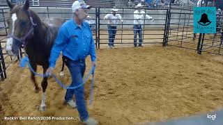 Rockin' Bell Ranch 2026 Production Sale