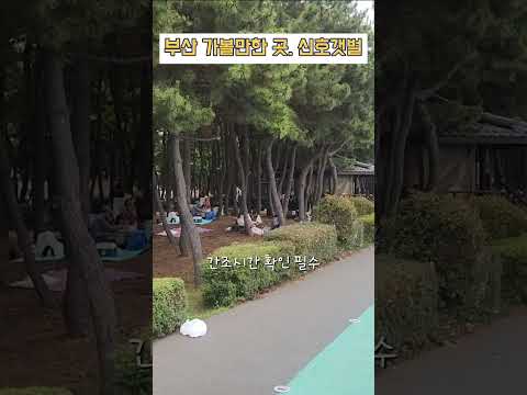 부산 가볼만한곳, 신호갯벌 : 간조시간 확인 필수! #부산강서구신호동 #부산갯벌체험 #매일임소장