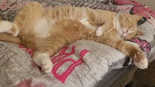 Fluffy Simba Being Lazy As Usual 😄 by We Love Cats 32 views 1 year ago 2 minutes, 11 seconds