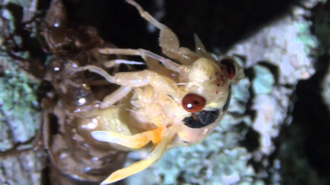 Magicicadas  cicadas at Night in Ohio. (Brood XXII, Ohio, 2014)