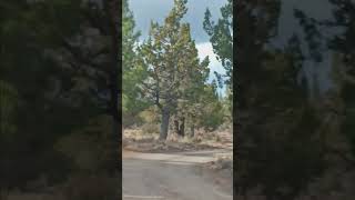 Player Profile North Eagle lake campground.  northern California