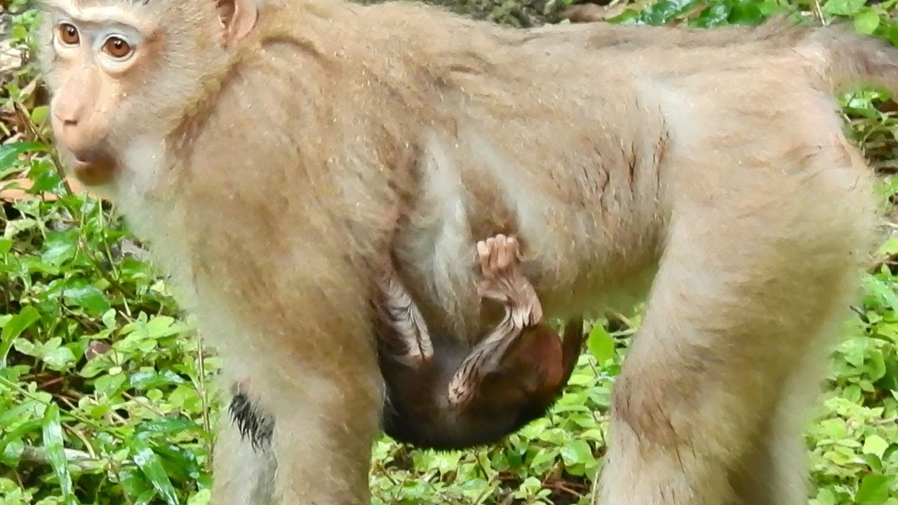 Baby Monkey REX So Cold, Hugging Under Mom Firmly, Rose Come Down & Climb Up Without Caring about