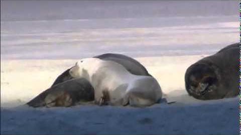 Sourat Al Fatiha , Saad El Ghamidi.سورة الفاتحة