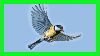 Great Tit Bird Song, Call,Chirp, Sound - Carbonero Común Canto - Parus Major