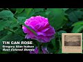 Miniature de la vidéo de la chanson Tin Can Roses