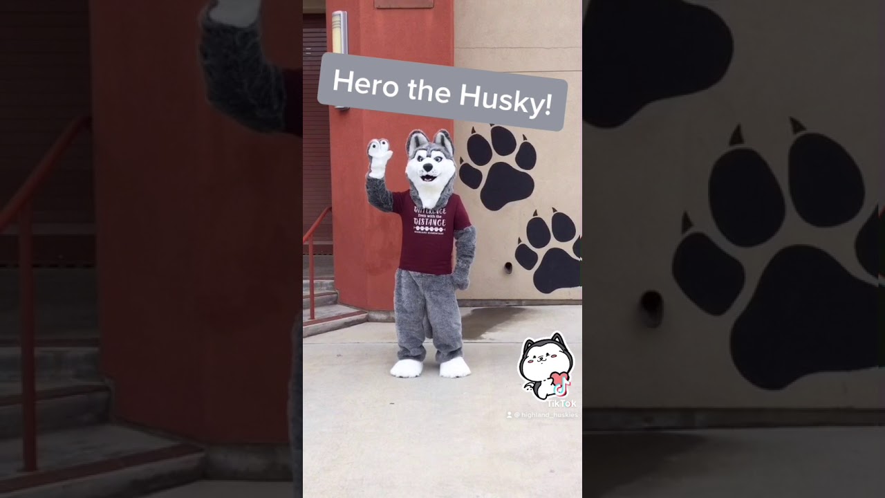 Hero the Husky