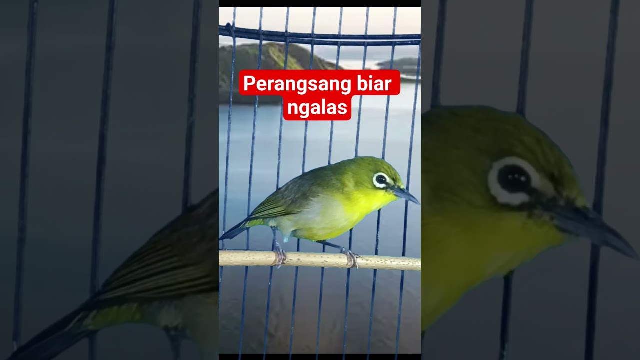 suara pleci ngalas pancingan 