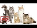 The secret life of cats  full documentary with subtitles