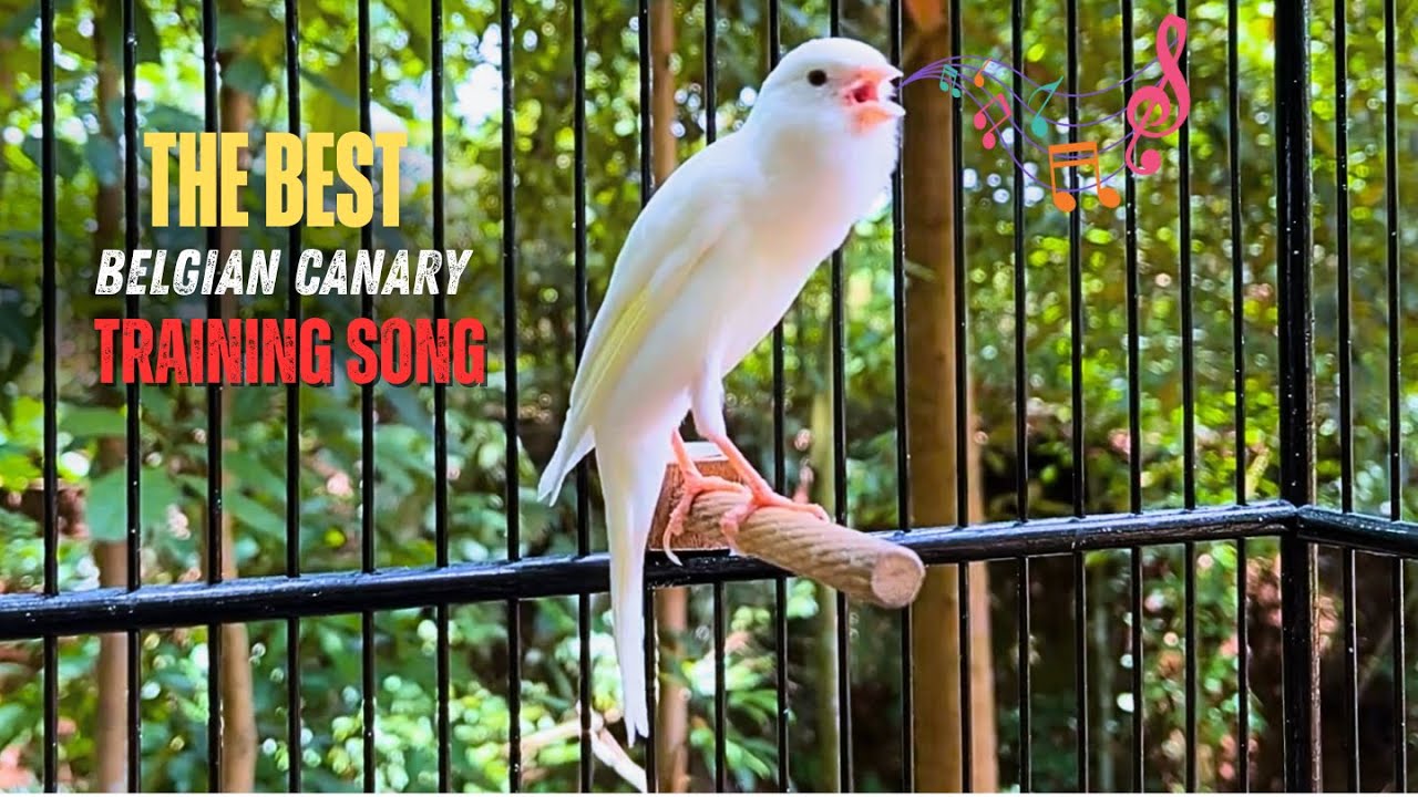 This Belgian Canary Attracted Many Canaries to Sing‼️ Magical Canary Training🐦