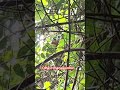 #macaquinho#natureza#bicho
