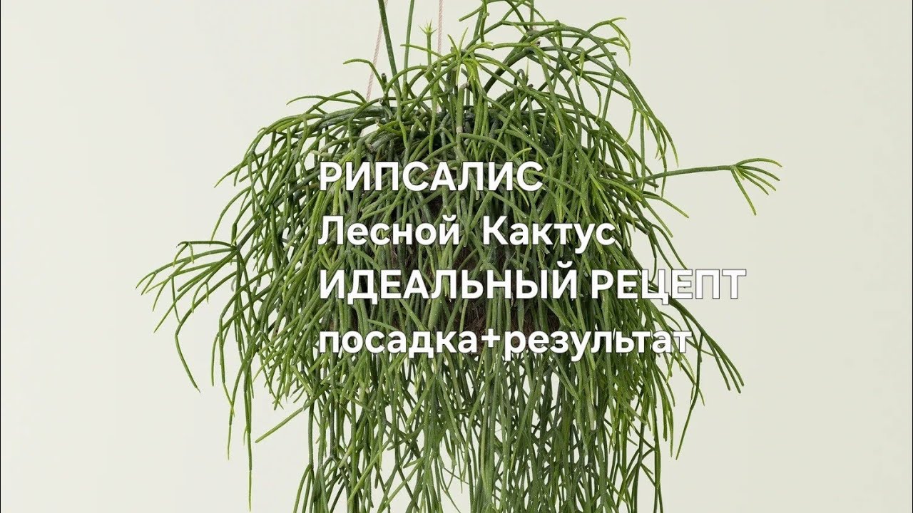 РИПСАЛИС, Лесной Кактус 