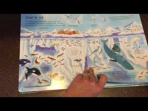 A Look Inside The Usborne See Under the Sea Flap Book