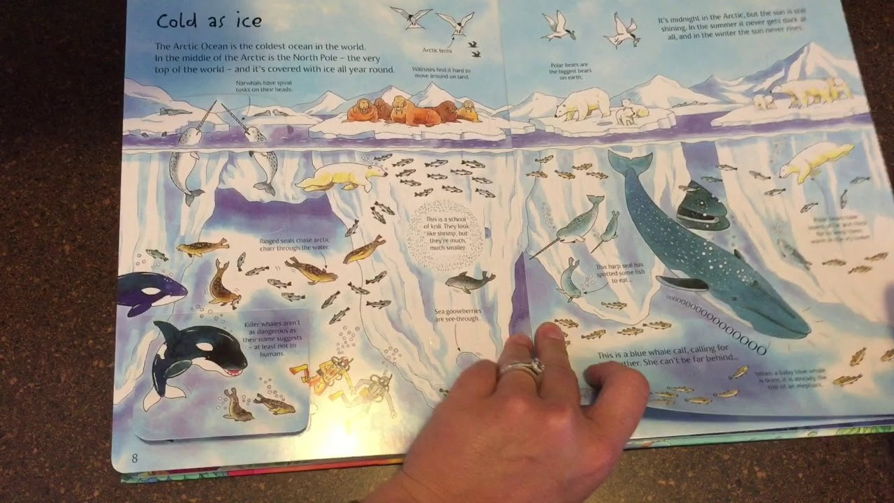 A Look Inside The Usborne See Under the Sea Flap Book - YouTube