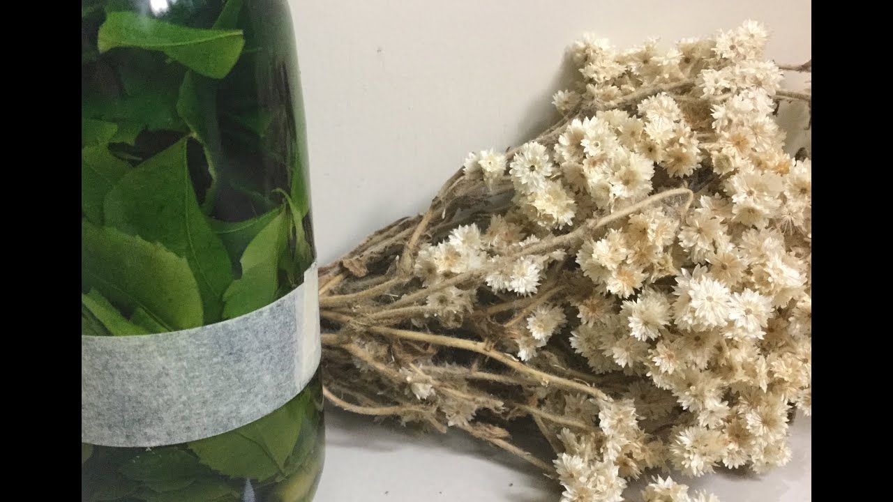 Como elaborar extractos herbales How to make herbal extracts