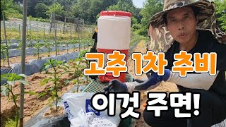 고추 1차 추비만 잘줘도 다수확 가능! 어떤걸 주면 좋을까?