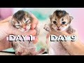 Kitten Opens His Eyes 9 Days After Birth | British Longhair Black Golden Shaded Kitten | Slow Motion