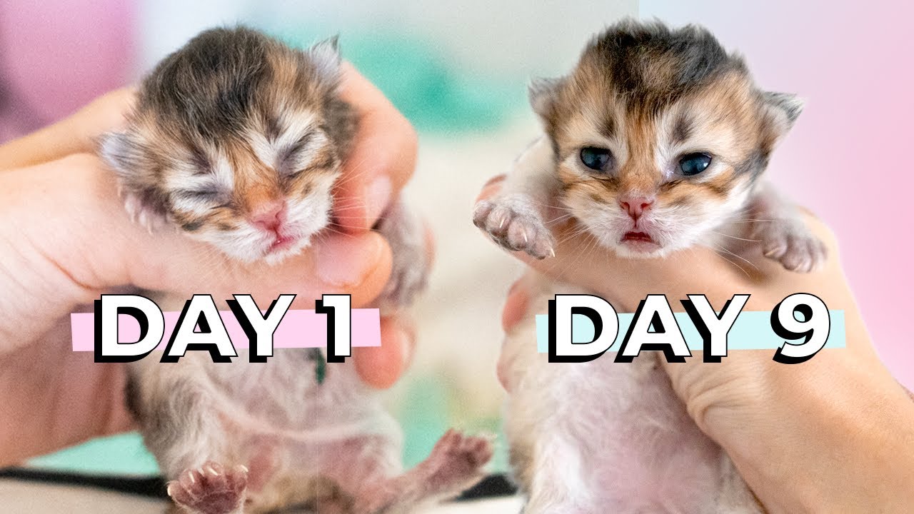 Kitten Opens His Eyes 9 Days After Birth British Longhair Black 