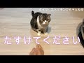 たすけてください