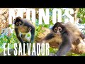 Todavía hay MONOS en El Salvador? |  el patechucho