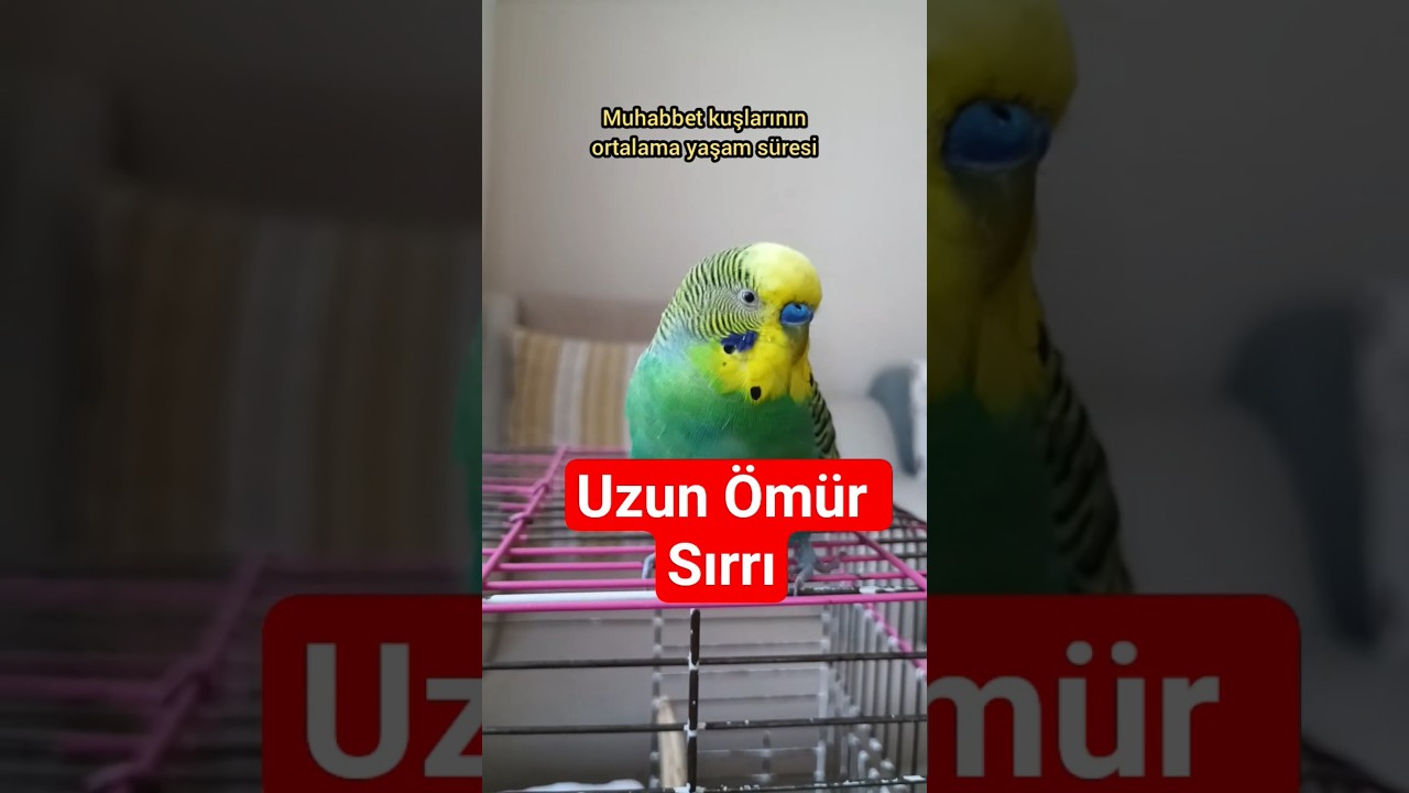 Muhabbet Kuşu Kaç Yıl Yaşar? Ömrünü Uzatma Tüyoları! 🐦⏳ #muhabbetkuşu #birds #talkingparot #budgies