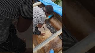 Kambale wanaokuwa kwa haraka