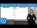Peripheral Nervous System Overview Quiz