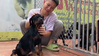 Chó Rottweiler bán chó rot thuần chủng trạng to bố ODO nhập 1214 kg khung bệ đầu thủ tuyệt đẹp