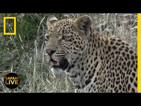 Safari Live - Day 93 | National Geographic - Safari Live - Day 93 | National Geographic