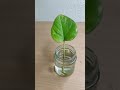 How to propagate money plant in water #shorts