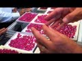 Glass filled, heat treated Rubies at The Bangkok Gem show