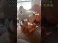 Funniest Defending Dog Moments🐕😂