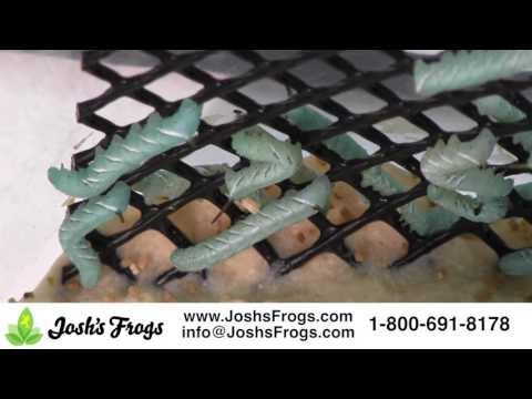 How to Keep and Feed Hornworms