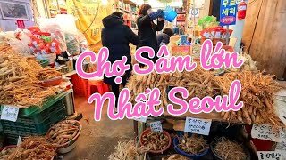 Chợ Sâm Gyeongdong Ở Seoul - Chợ Có Nhiều Người Việt Nam Bán Sâm Và Nấm Linh Chi Hàn Quốc