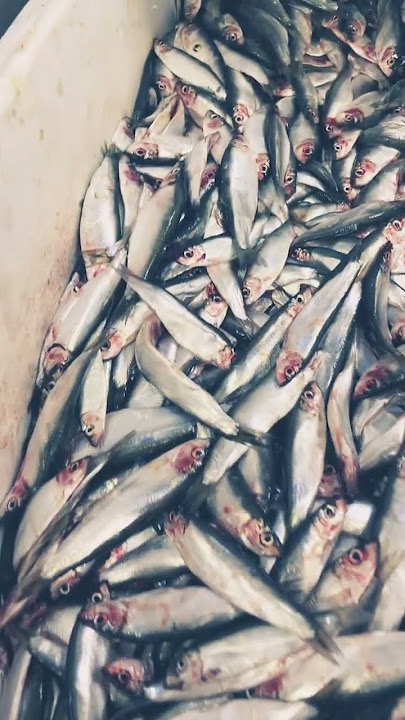 wow !!!it’s very fresh from the sea 🌊 sprat fish🐟 #shorts #viralshorts#trending #viralvideo #fish