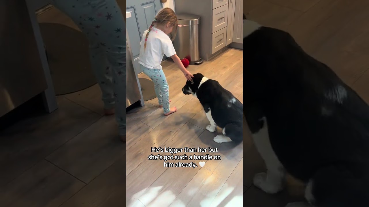 She's got him being so polite#dog #dogs #puppy #puppies #dogshorts @hachithebear