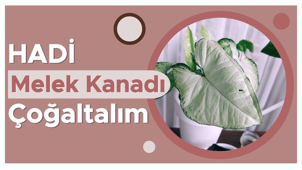 Melek Kanadı Çoğaltması Nasıl Yapılır?