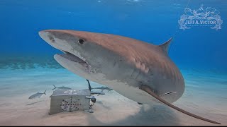 Tiger Shark Bites Gopro, Spits It Out.