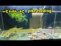 الصيد,КОРМЛЕНИЕ ЩУКИ ДОМА ЩУКА, рыбалка,pike in the aquarium,Find Fish Underground.Big Fish In a