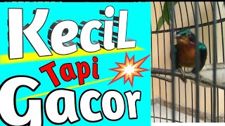 Suara Kolibri Wulung