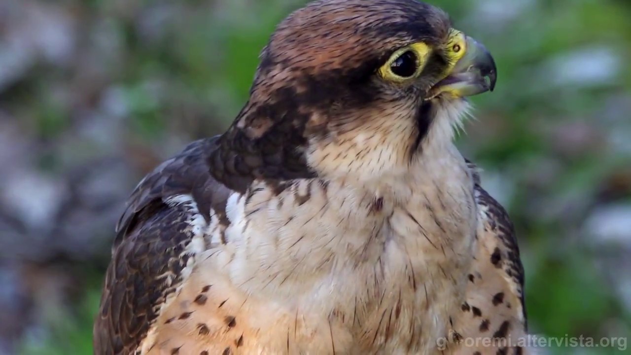 Falco biarmicus (Lanario) - gdoremi.altervista.org