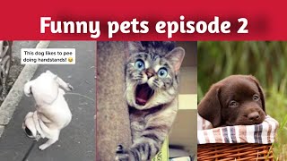 tiktok animals funny | tiktok animals video |  animals song | Funny animals by Pet lovers 7 views 3 years ago 4 minutes, 14 seconds