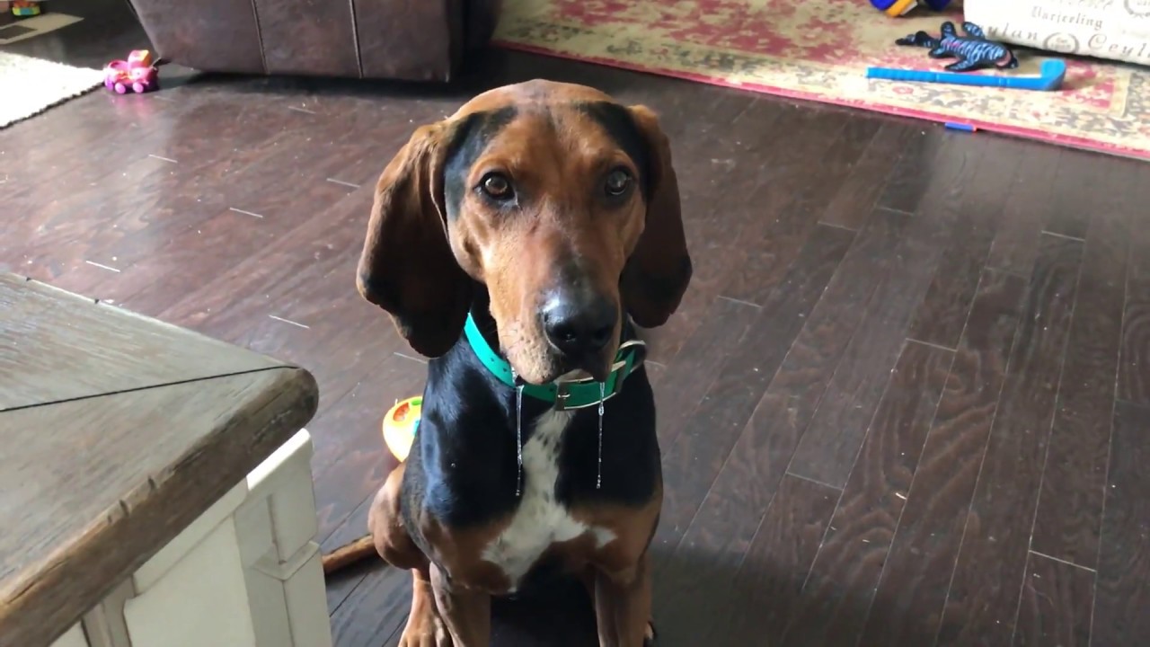 Plott Walker Hound Mix - Meet Griz 