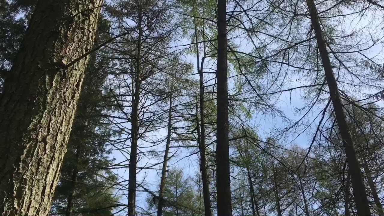 Building a log Adirondack-style shelter/cabin in the woods Part 2