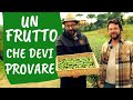 Coltivare la FEIJOA: pianta da frutto a zero manutenzione