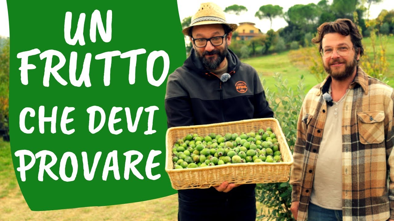 Coltivare la FEIJOA: pianta da frutto a zero manutenzione