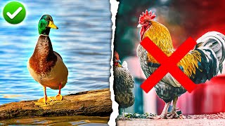 8 Reasons Ducks are Better Than Chickens on a Homestead
