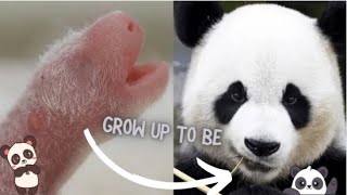animals that grow up to look totally different