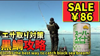【検証】激安コーンでチヌ釣れるって本当？ in 香川県小豆島