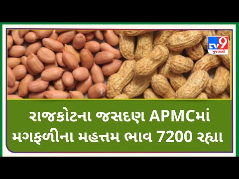 રાજકોટના જસદણ APMCમાં મગફળીના મહત્તમ ભાવ રૂપિયા 7200 રહ્યા | Tv9News