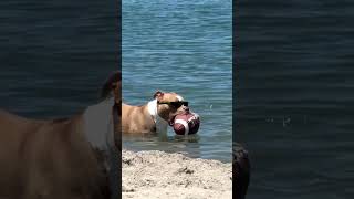 Dog on the beach.🏖️ 🐶#dog #funnydog #sea #summer #beach #fyp #usa🇺🇸